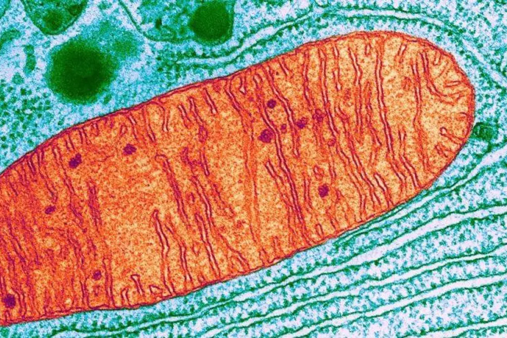 mitokondrium.jpg