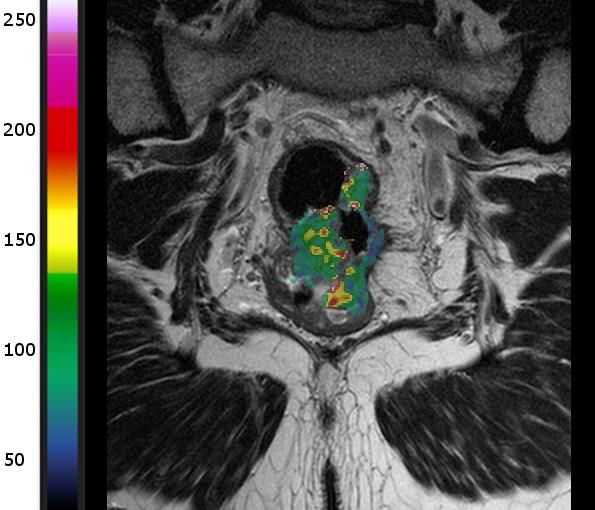 Et nærbilde av et dyr
