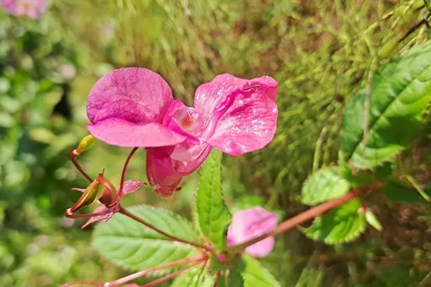 Et nærbilde av en blomst