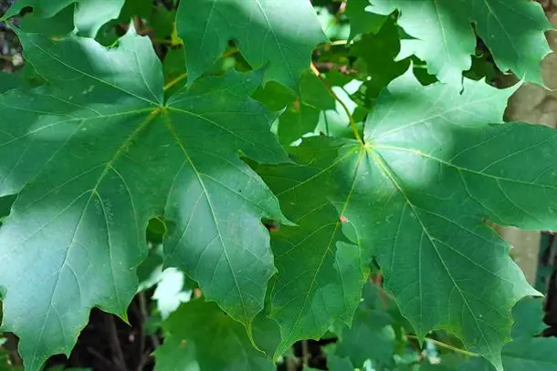 Et nærbilde av et blad